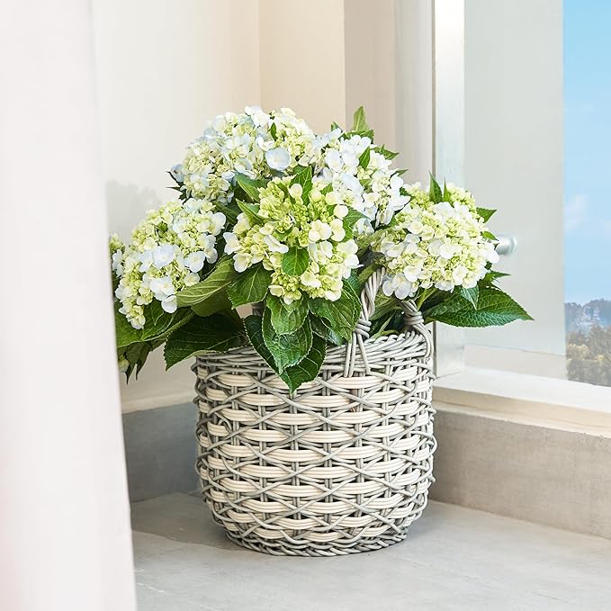 Isidore Round Water Hyacinth Seagrass Woven Basket with Handles (18" x 18" x 19.6" - White-Gray) - Ideal for Halloween, Thanksgiving, and Versatile Home Storage